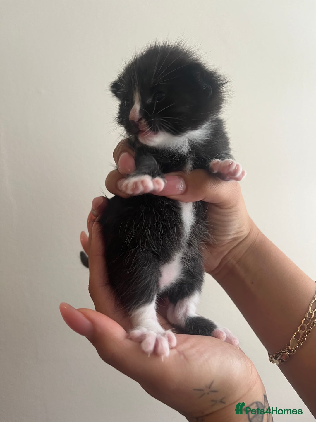 Domestic Shorthair cats for sale: Three domestic shorthair for sale  - Image 10