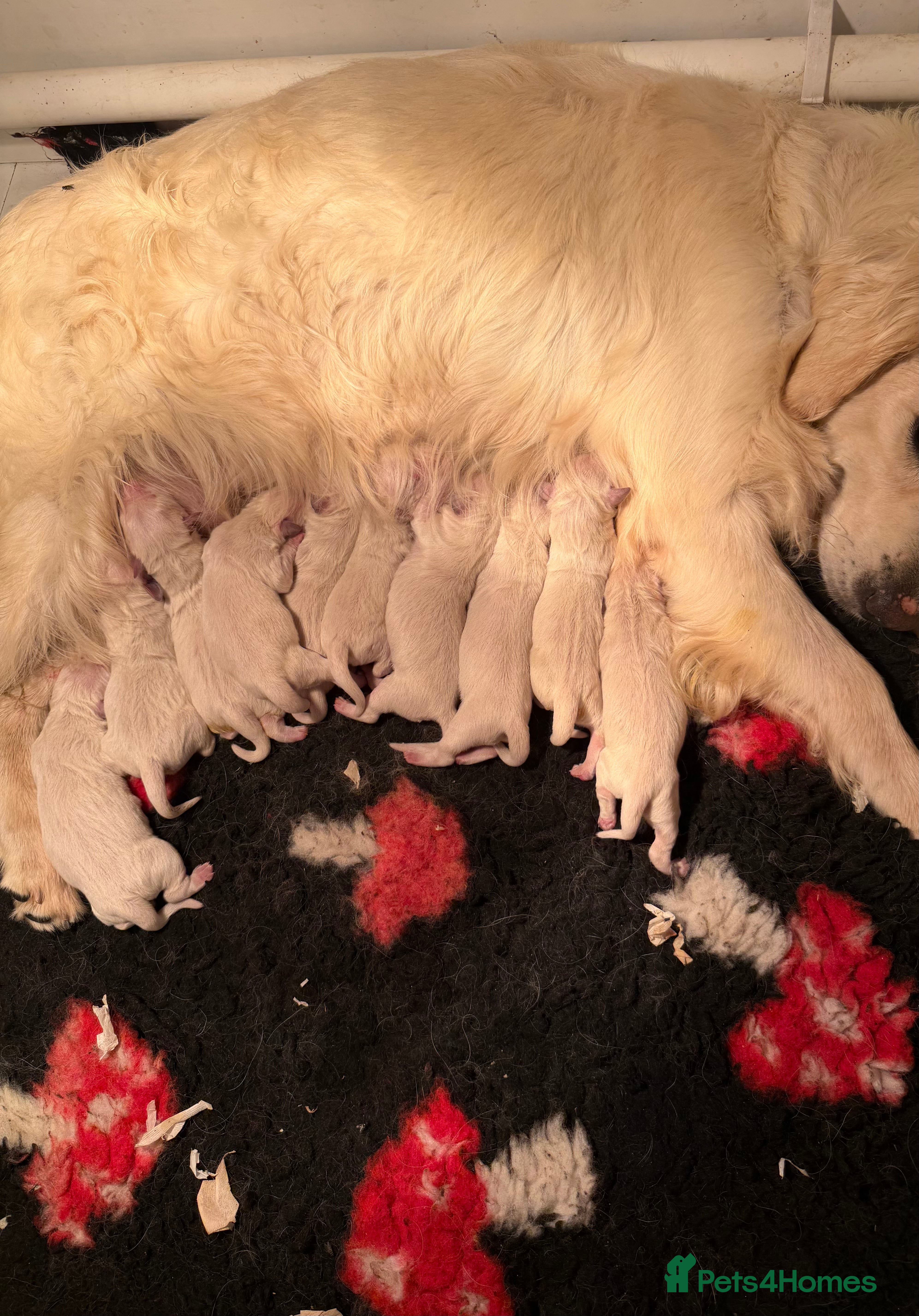Golden Retriever dogs White show lines retriever puppies  - Advert 2