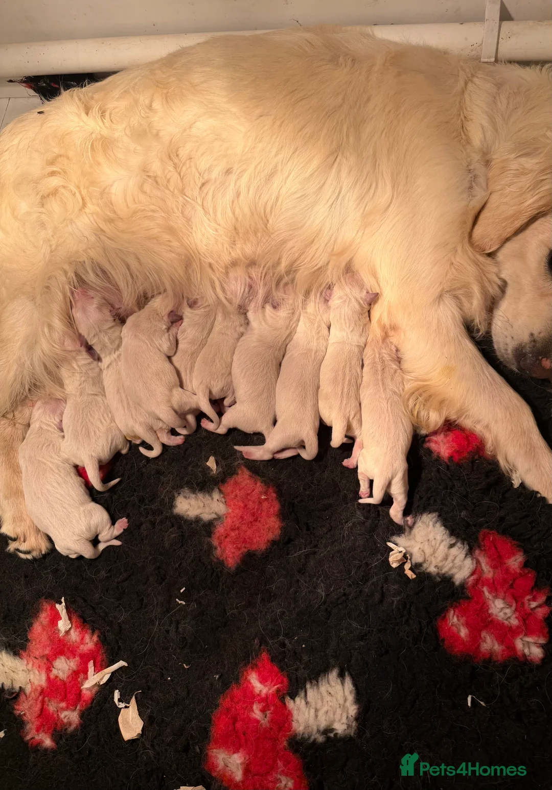 Golden Retriever dogs for sale: White show lines retriever puppies  - Advert 2