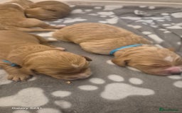 Cockapoo dogs for sale: 2 boys Cockapoo  - Image 6