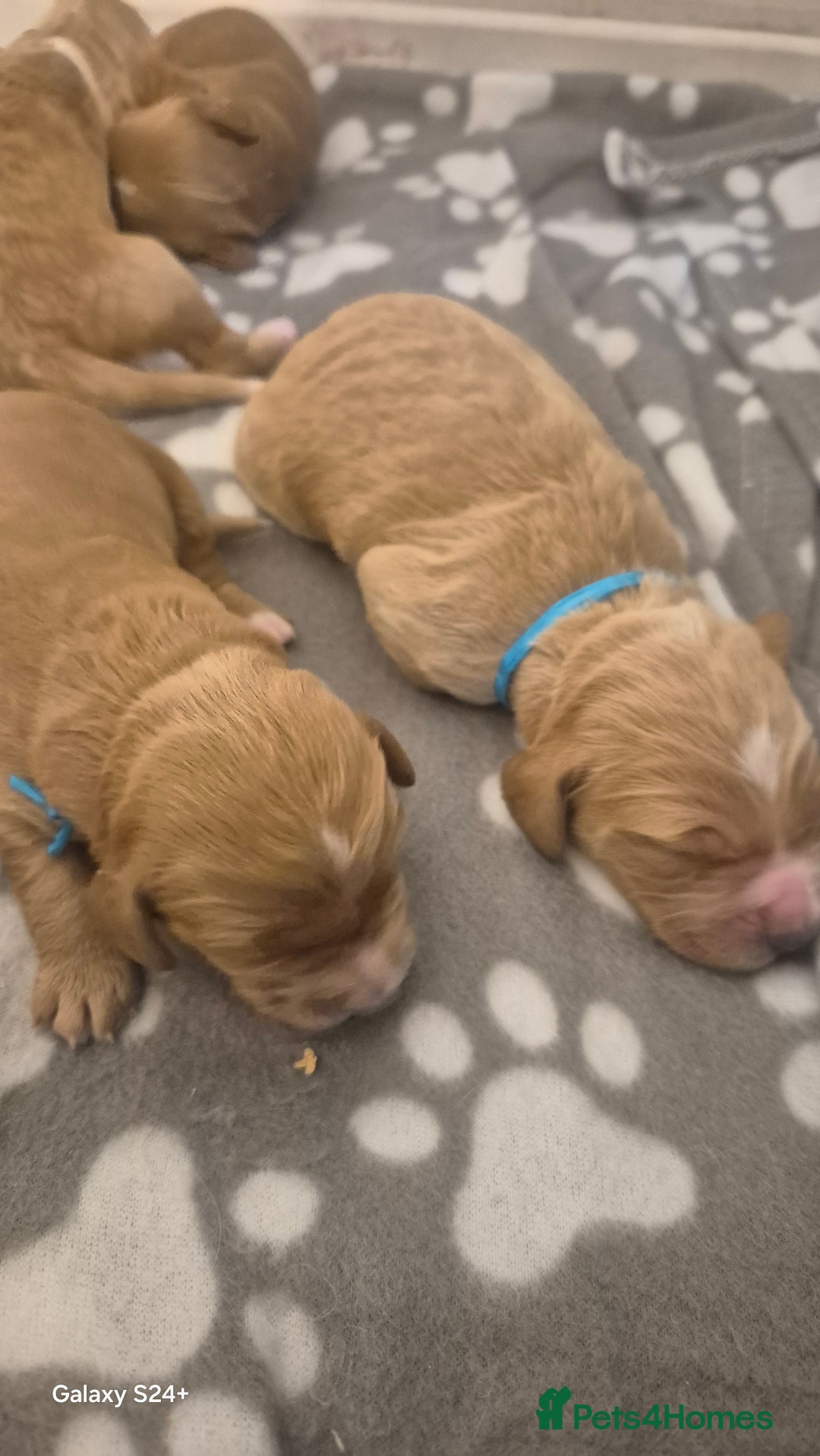 Cockapoo dogs for sale: 2 boys Cockapoo  - Image 6