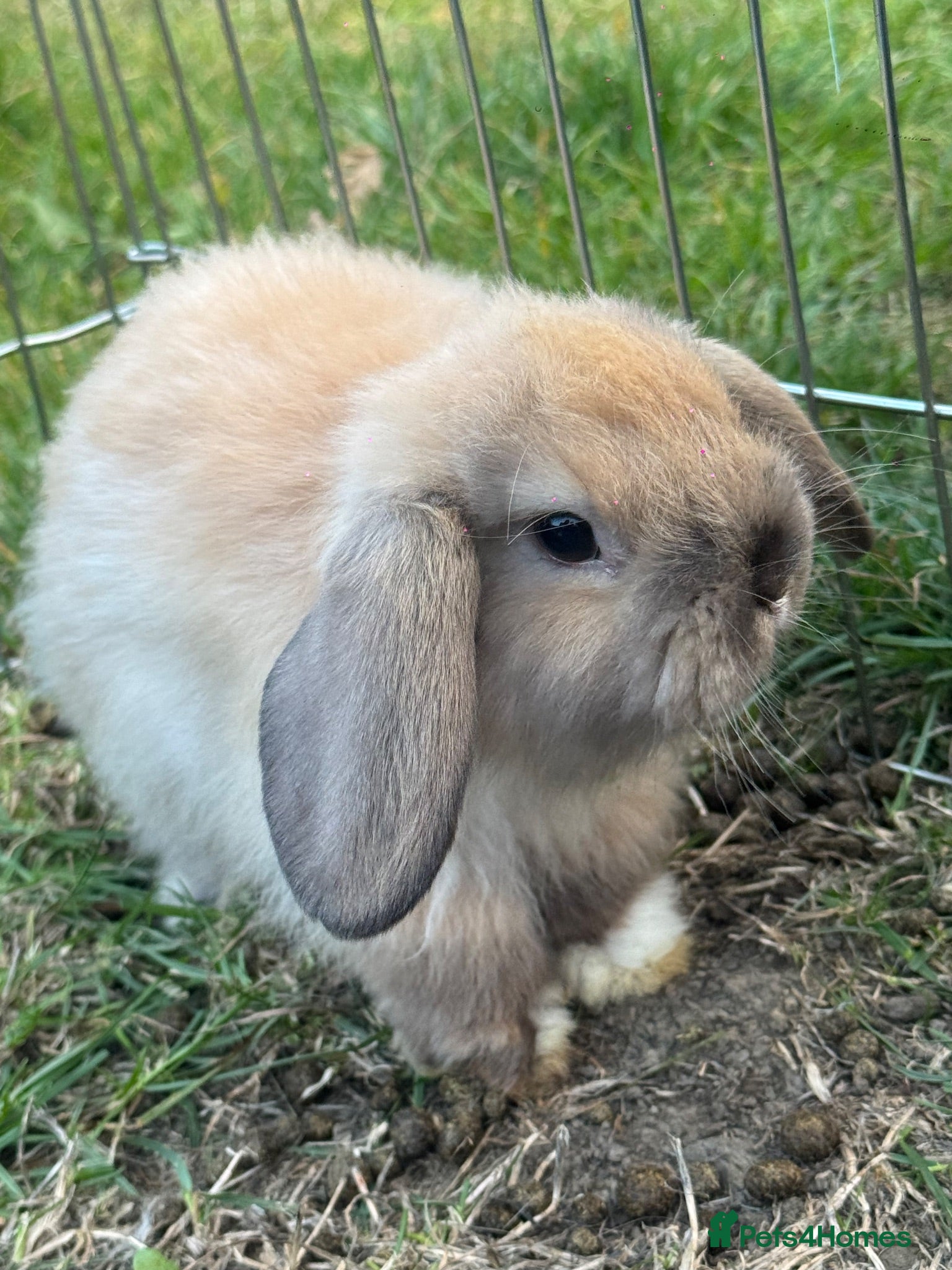 Mini Lop rabbits Ready to go! Beautiful mini lop rabbit - Advert 2