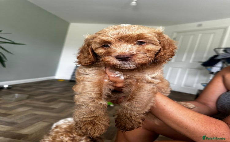 Cockapoo dogs - Advert 4