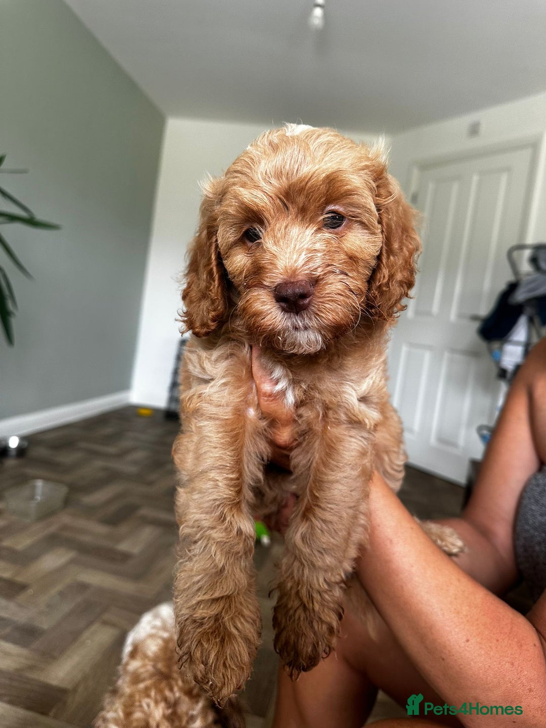 Cockapoo dogs for sale: 4 girls and 1 boy beautiful cockapoo - Image 1