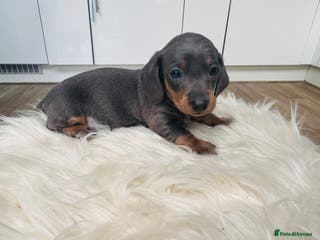 Dachshund dogs Dachshund puppies for sale - Advert 1