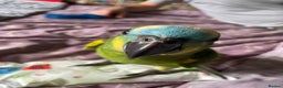 Parrots birds for sale: Beautiful blue front Amazon  - Advert 17