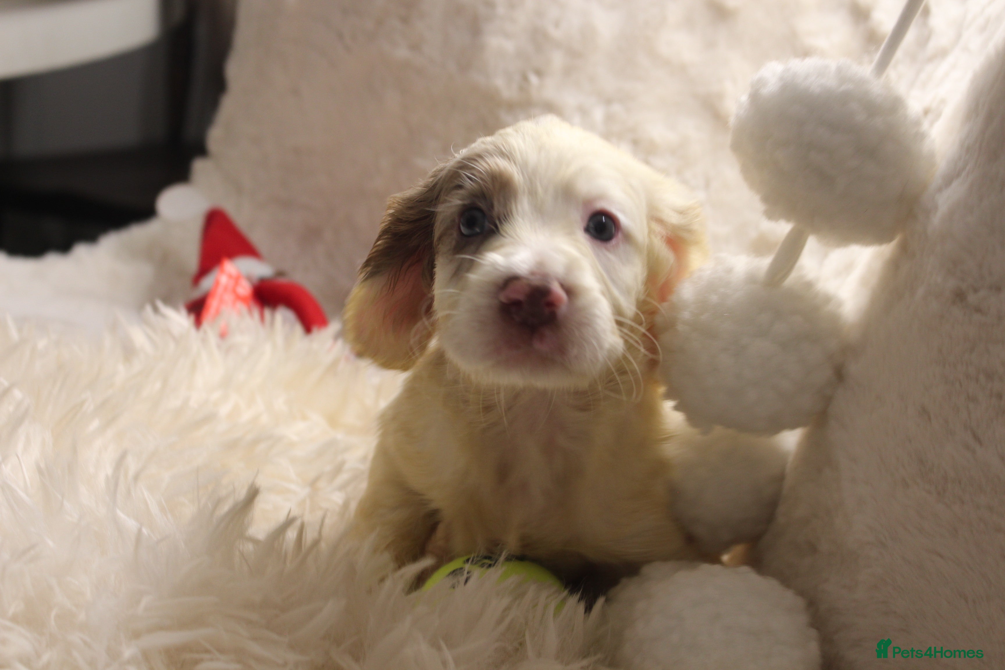 Cocker Spaniel dogs  Cocker Spaniel Puppies – Ready Soon - Advert 3