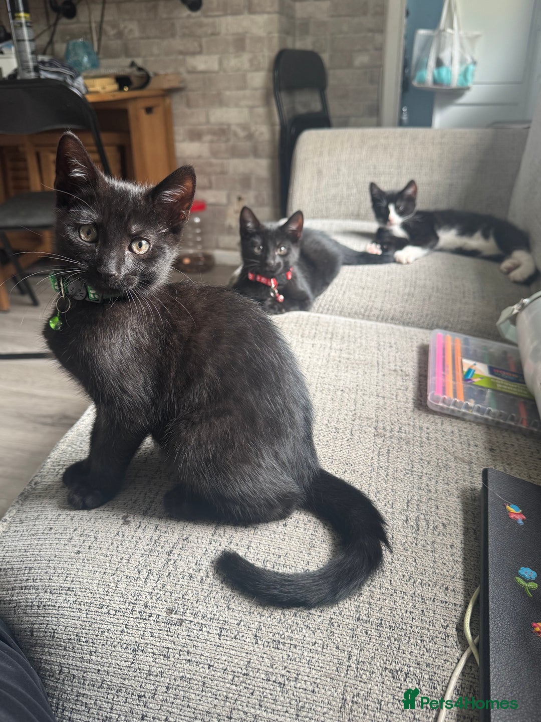 Mixed Breed cats for sale: 3 boys Available  - Image 1