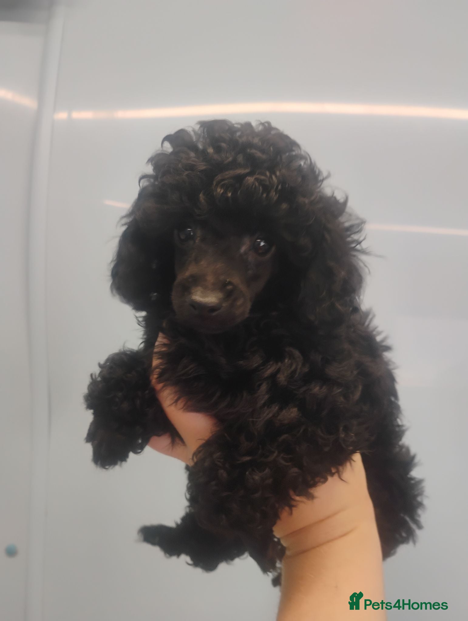 Toy Poodle dogs KC Reg True size Toy poodle Ready NOW  - Advert 1