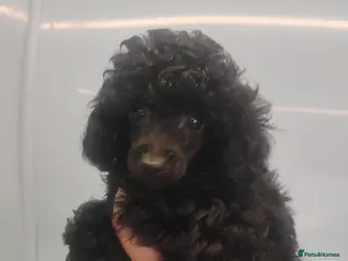 Toy Poodle dogs KC Reg True size Toy poodle Ready NOW - Advert 1