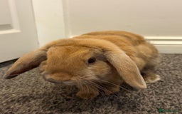 French Lop rabbits for sale: 1 year old French lop needs a home asap - Image 2
