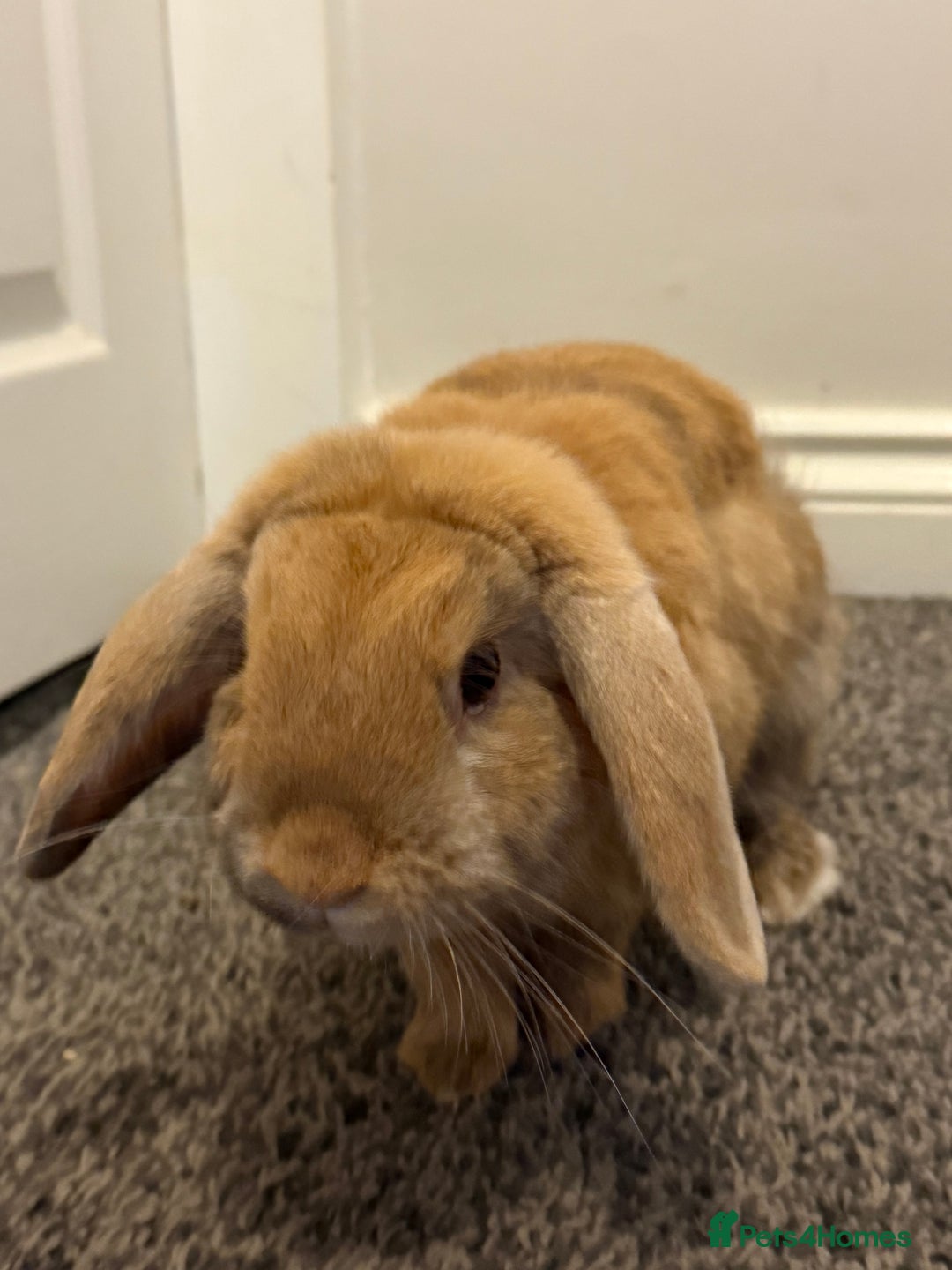French Lop rabbits for sale: 1 year old French lop needs a home asap - Image 2