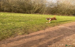 Boxer dogs for stud: Full pedigree boxer dog for stud  in Runcorn - Image 4