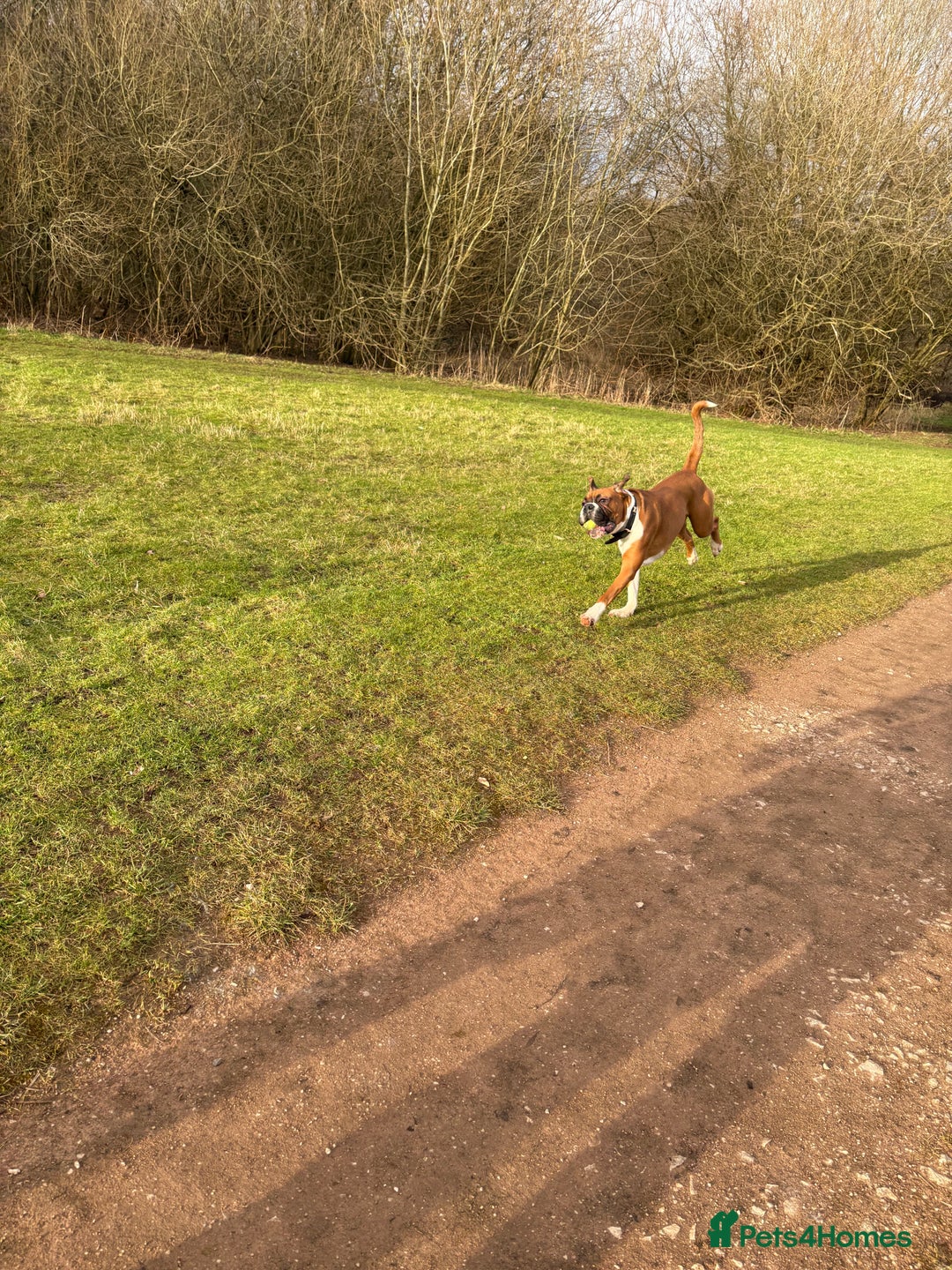 Boxer dogs for stud: Full pedigree boxer dog for stud  in Runcorn - Image 4