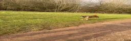 Boxer dogs for stud: Full pedigree boxer dog for stud  - Advert 10