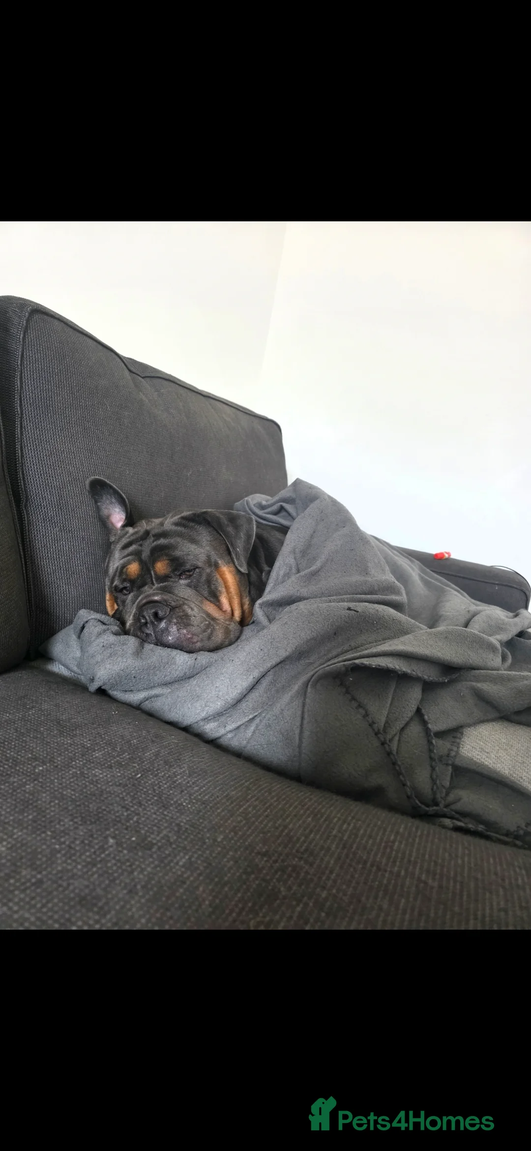 Olde English Bulldogge dogs for sale: Benny  - Advert 9