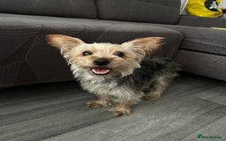 Yorkshire Terrier dogs for sale: Yorkshire Terrier puppies - Image 8