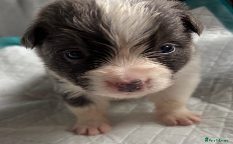 Border Collie dogs - Advert 1