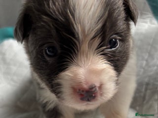 Border Collie dogs - Advert 1