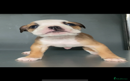 English Bulldog dogs for sale: KC registered English Bulldog Puppies  - Image 17