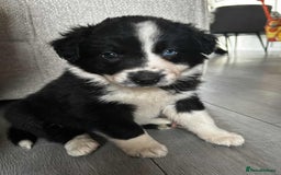 Mixed Breed dogs for sale: Welsh collies X Border collie - Image 1