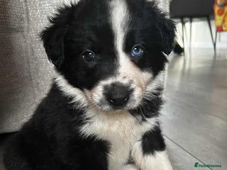 Mixed Breed dogs for sale - Advert 1