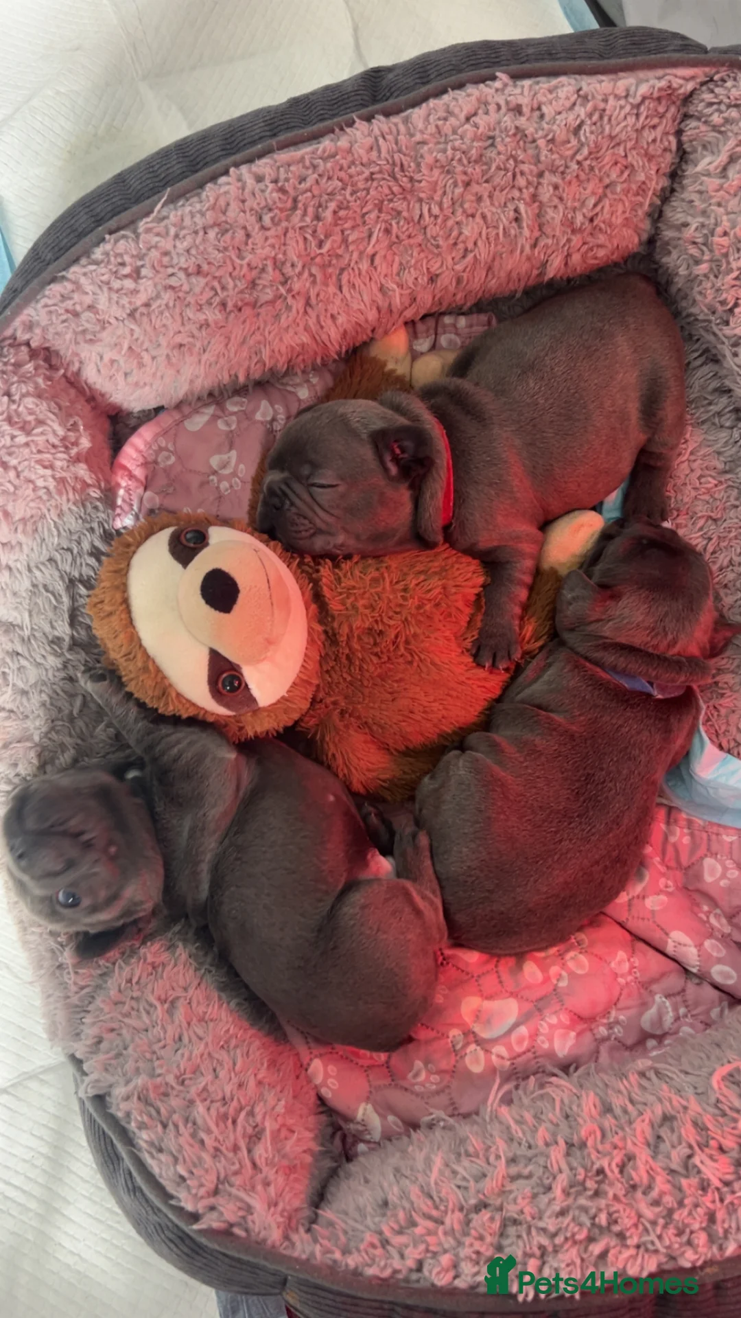 French Bulldog dogs for sale: Blue French Bulldogs - Advert 8