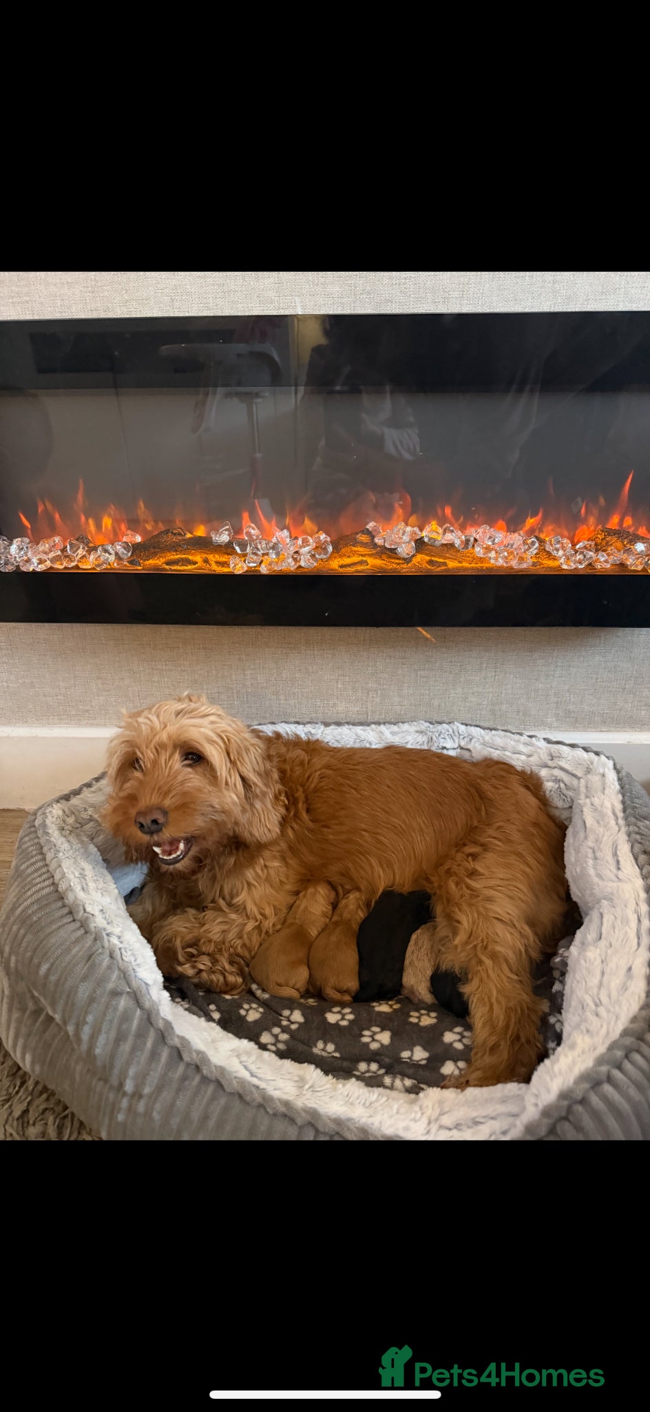 Cockapoo dogs Cokapoo f1b - Advert 14