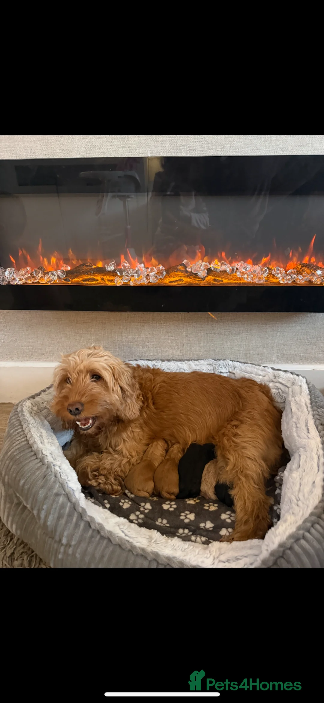 Cockapoo dogs for sale: Cokapoo f1b - Advert 1