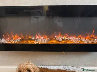 Cockapoo dogs Cokapoo f1b - Advert 14