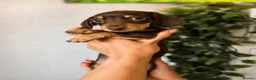 Miniature Dachshund dogs for sale: KC registered Miniature dachshund puppy’s  - Advert 6