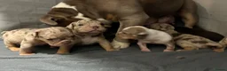 English Bulldog dogs for sale: Old English bulldogges - Advert 3