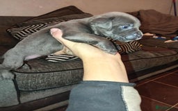 Mixed Breed dogs for sale: bully-cane corso beautiful puppies - Image 2