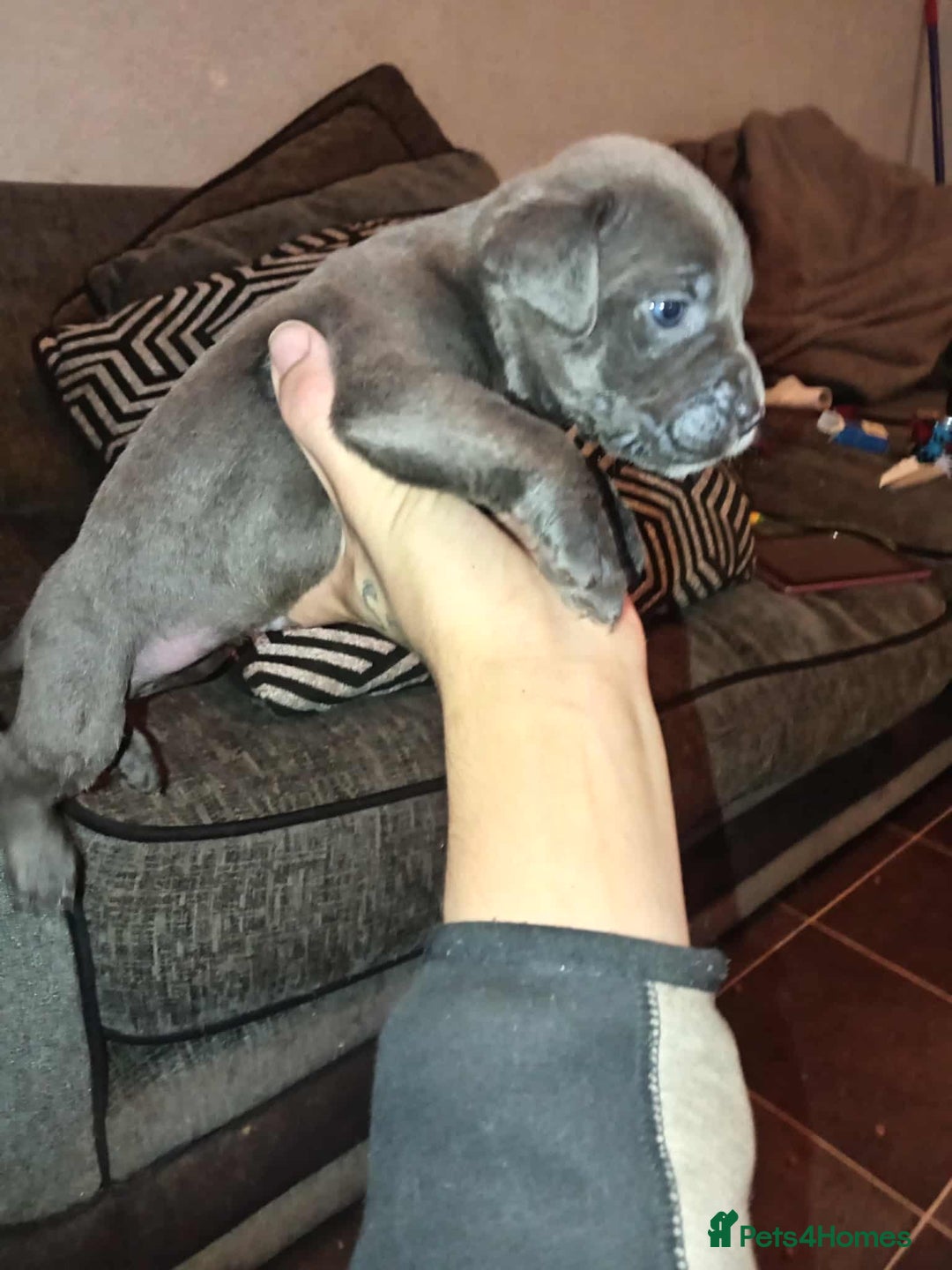 Mixed Breed dogs for sale: bully-cane corso beautiful puppies - Image 2