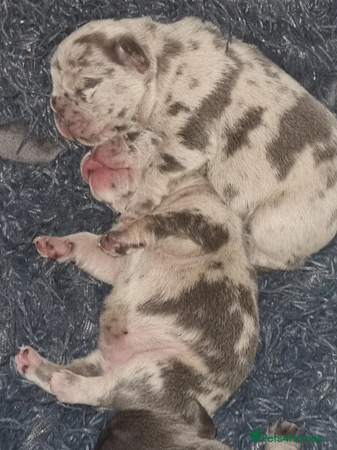 French Bulldog dogs for sale: 3 gorgeous french bulldog puppies - Advert 4