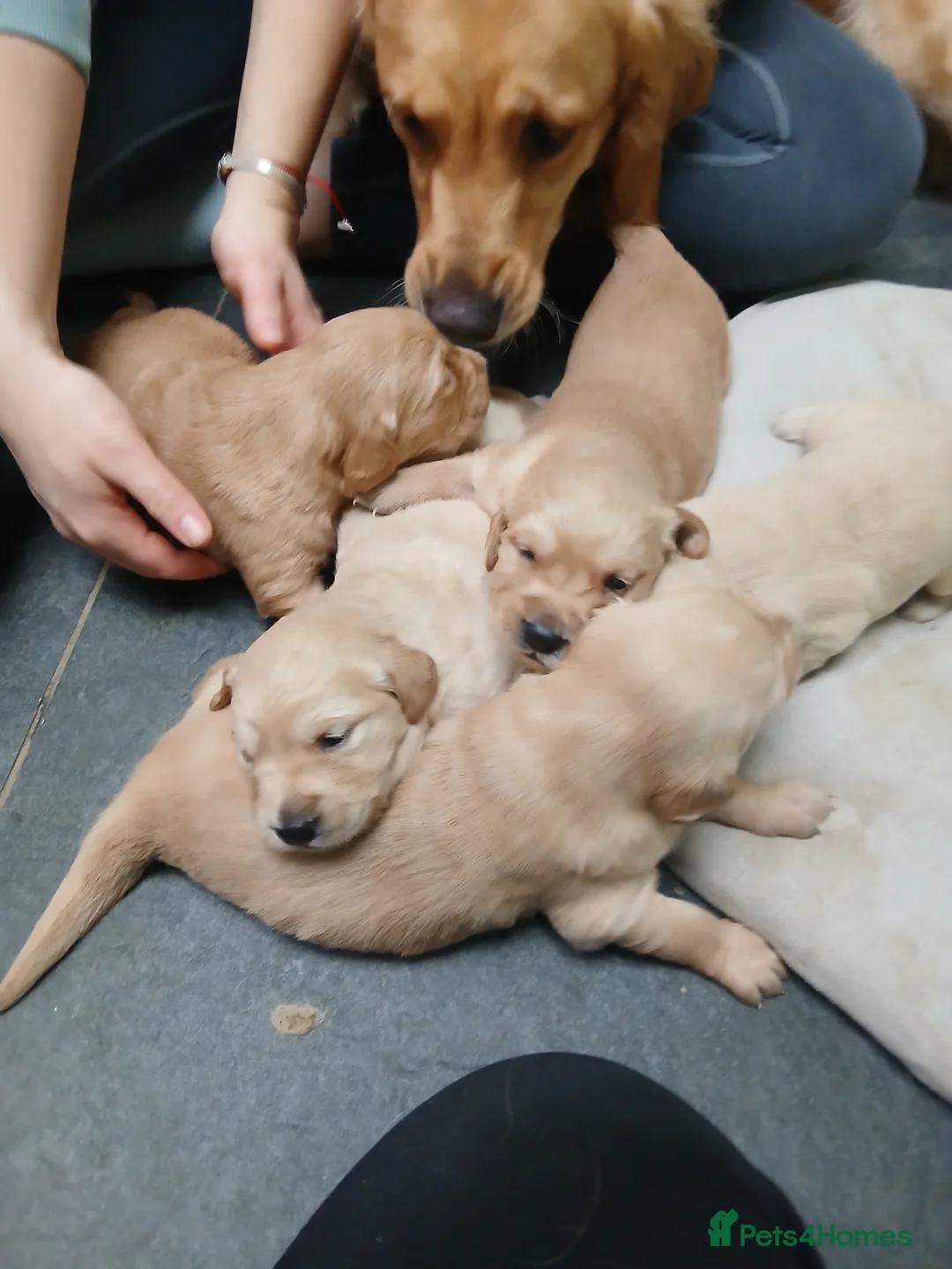 Golden Retriever dogs for sale: Chunky KC registered golden retrievers  - Advert 23
