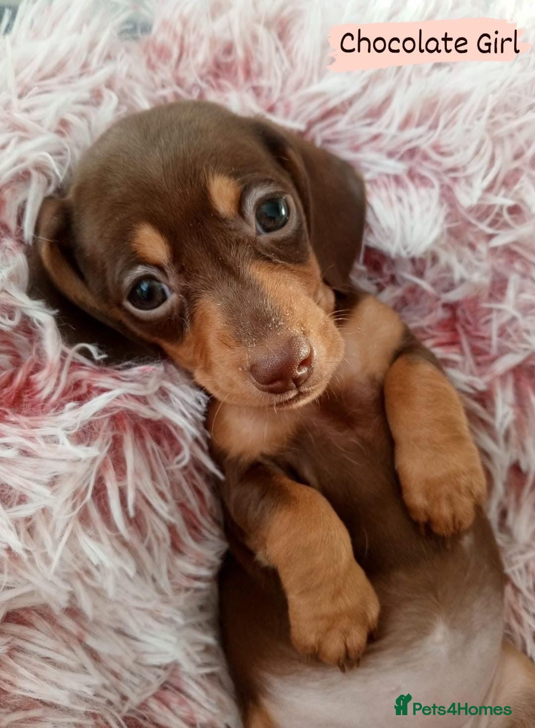 Miniature Dachshund dogs for sale: ✨ Miniature Dachshund– 6 Beautiful Pups! ✨ - Advert 3