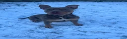 American Bully dogs for sale: Nala nearly 2. American bully  in Stoke-on-Trent - Advert 4