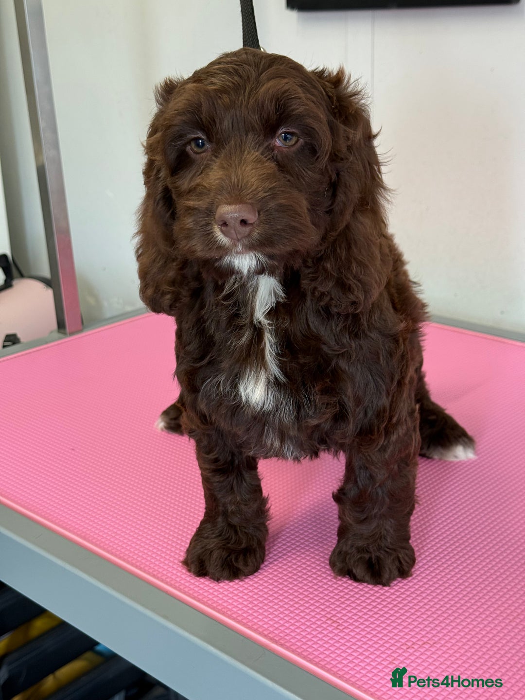 Cockapoo dogs for sale: Choc Merle and Choc Show F1 Cockapoo’s - Image 8