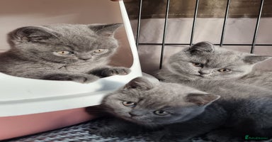 British Shorthair cats - Advert 15