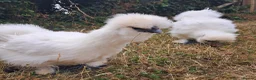 Chickens poultry for sale: Silkies black and white in Woodbridge - Advert 1