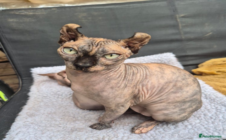 Sphynx cats in Rochdale - Advert 5