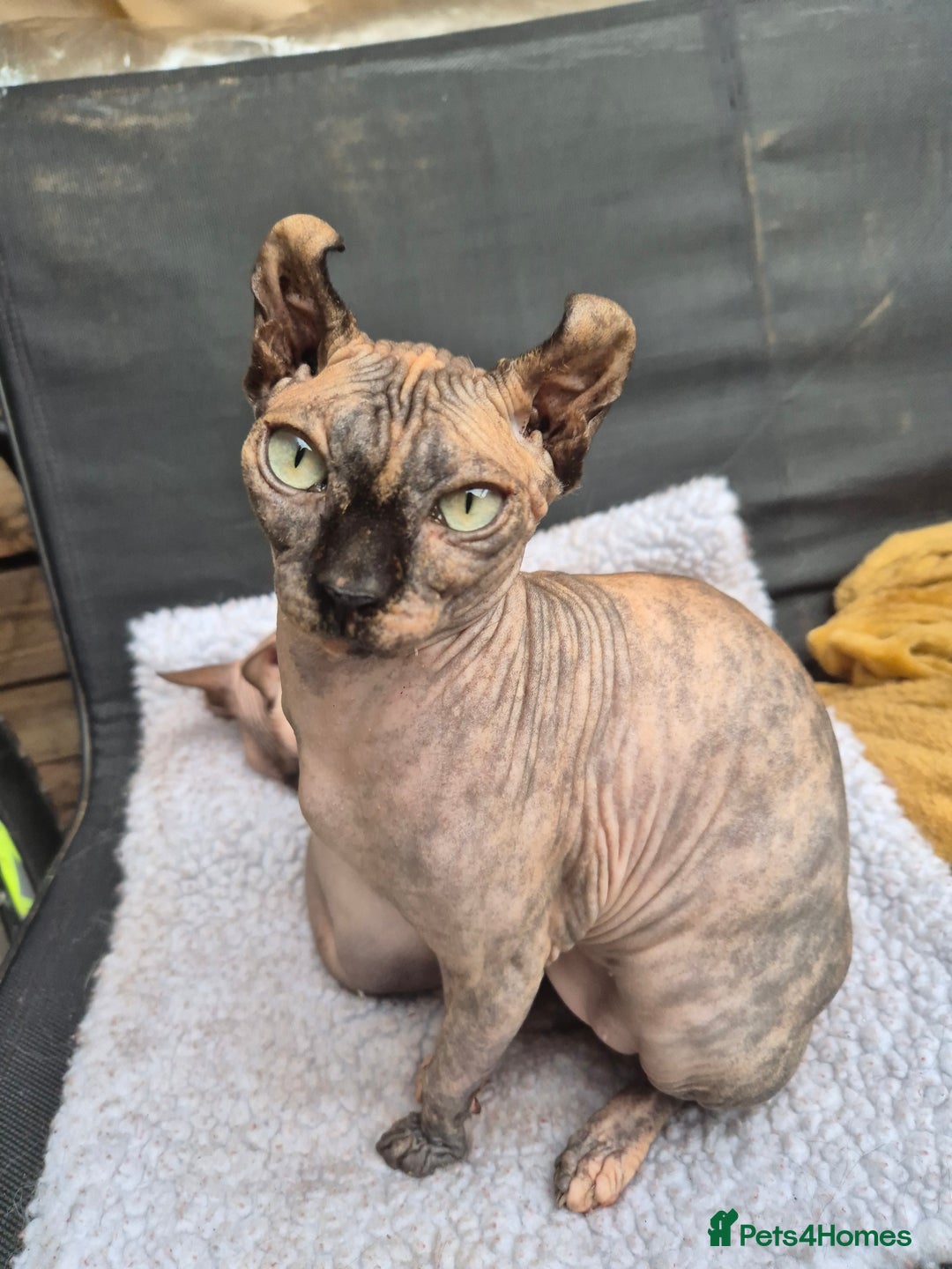 Sphynx cats for sale: REDUCED! Ready now! Perfect little girl!  in Rochdale - Image 1