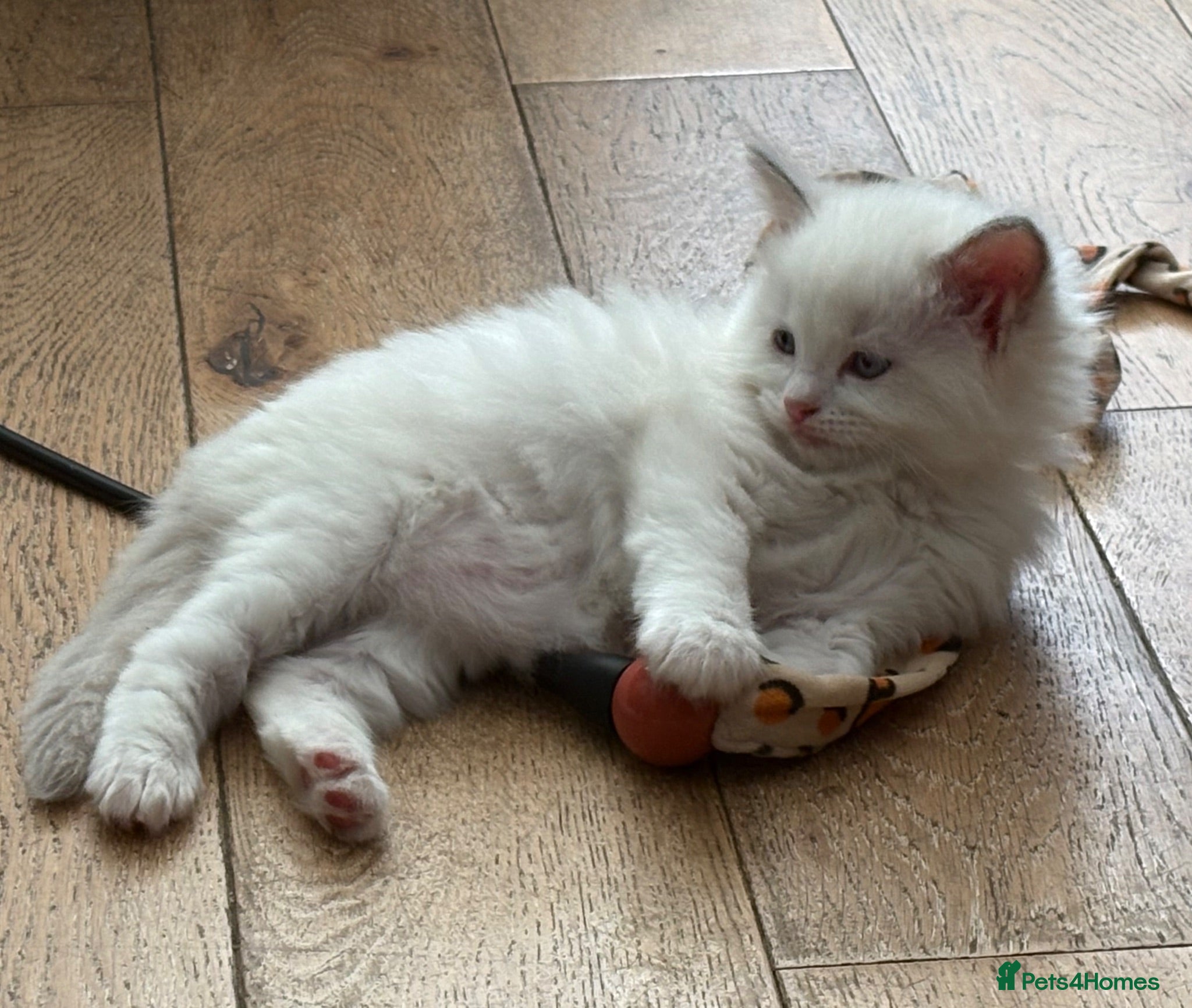 Ragdoll cats Pure breed ragdolls - Advert 13