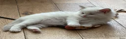 Ragdoll cats for sale: Pure ragdolls kittens  - Advert 9