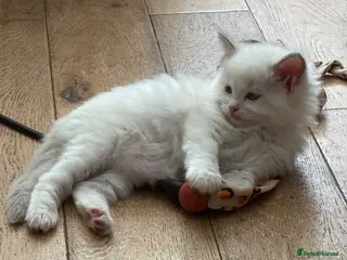 Ragdoll cats Pure breed ragdolls - Advert 13