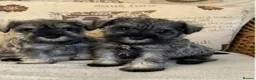 Miniature Schnauzer dogs for sale: Kc USA lines miniature schnauzers  - Advert 10