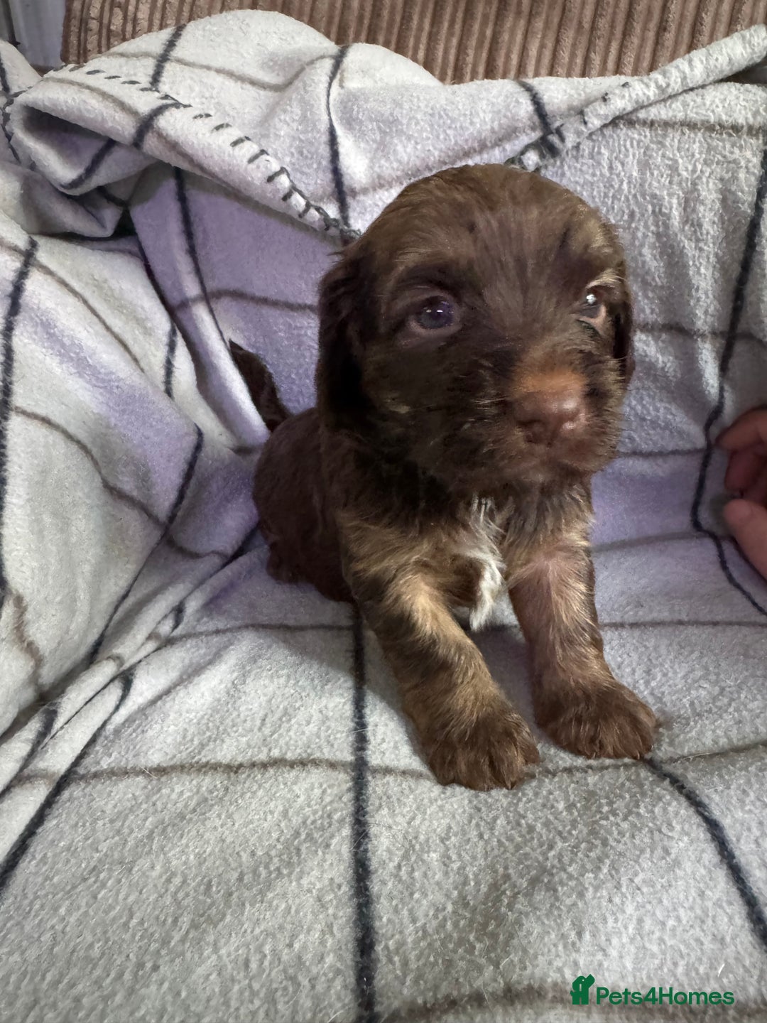 Mixed Breed dogs for sale: 8 Springer mix Puppies - Advert 27