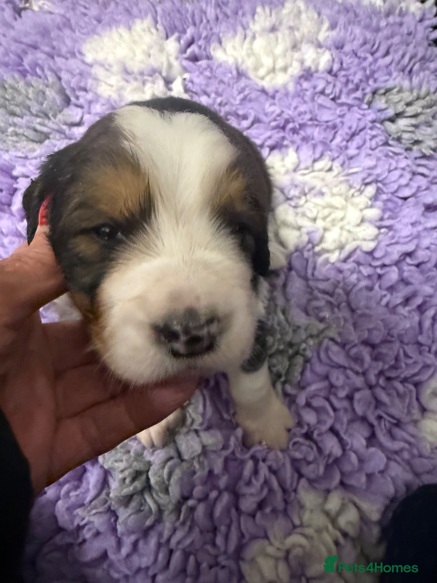 Bernedoodle dogs for sale: BERNIDOODLES F2 - Advert 2