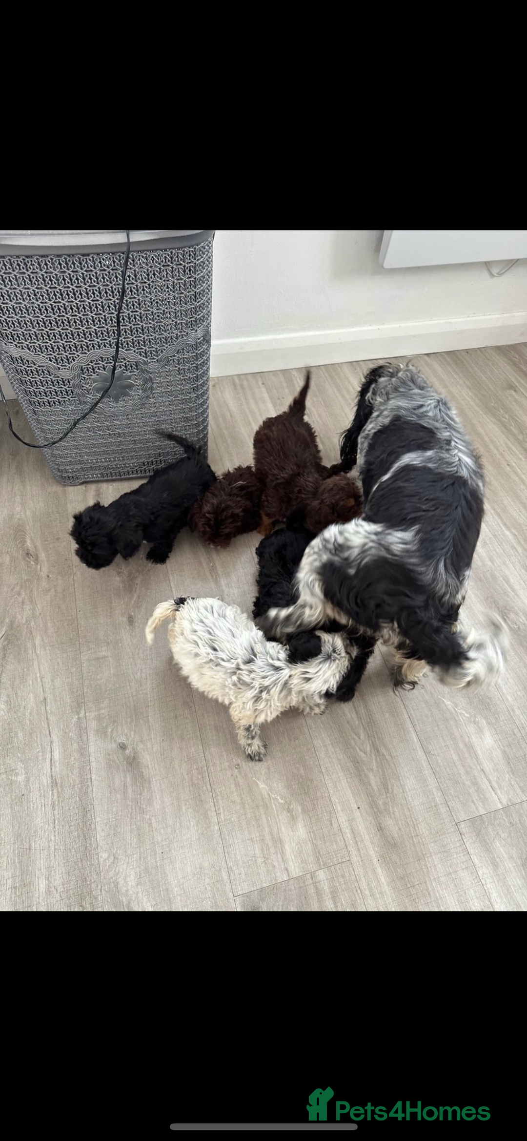 Cockapoo dogs for sale: Manny  - Image 20